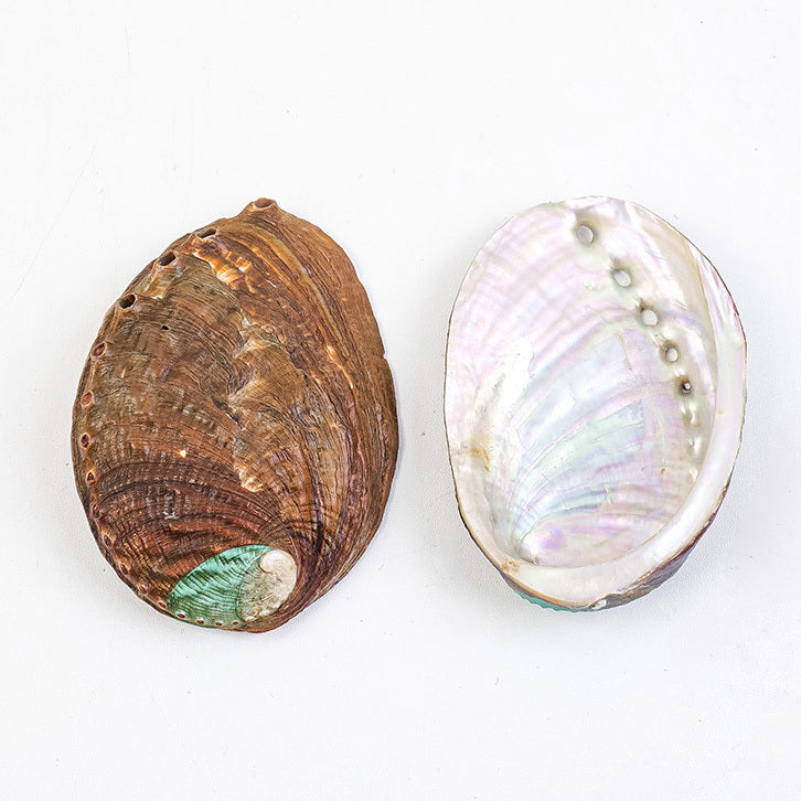 【聖草】淨化昇華套組(白鼠尾草+祕魯聖木+珍珠貝殼鮑+火雞毛)